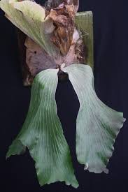 Image result for Platycerium elephantotis