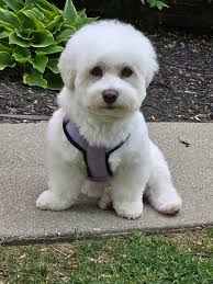 puppy training board and train recommendations?