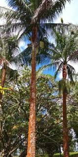 Image result for Acanthophoenix rubra