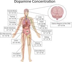 Origin is glenoid process and coracoid process of scapula, insertion is either of two muscles of the abdomen and pelvis that flex the trunk and rotate the thigh. Where Is Dopamine And How Do Immune Cells See It Dopamine Mediated Immune Cell Function In Health And Disease Springerlink