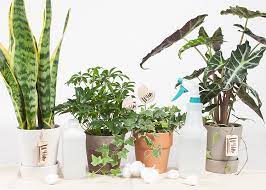 Common house plants with name | how to grow them. Wild Interiors 5 Common Houseplant Pests And How To Treat Them