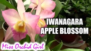 Maybe you would like to learn more about one of these? Iwanagaara Jackfowlieara Appleblossom Orchid I Finally Found It Youtube