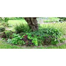 Image result for Coleus meyeri