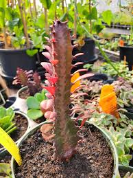 Image result for Euphorbia tholicola