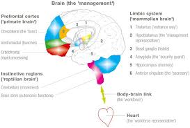 Brain Management Jpg 700 474 Emotional Intelligence Neuroscience Brain Anatomy And Function