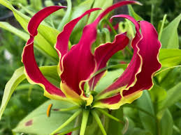 Image result for Gloriosa sessiliflora