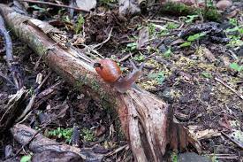 Vea la señal en vivo de caracol tv: El Misterio De Una Extincion Halla Un Aliado En Un Caracol Con Una Computadora A Cuestas The New York Times