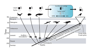 Birds Reinvent Voice Box In Novel Evolutionary Twist