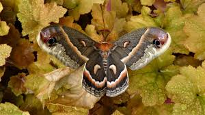 Image result for Cyphia brummittii