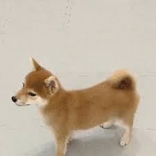 Shiba Gifs Primo Gif Latest Animated Gifs Ichigo kurosaki keigo asano kisuke urahara kon. shiba gifs primo gif latest