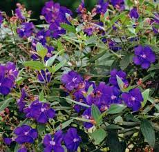 Princess Flower Tibouchina Urvilleana Purple Plants Princess Flower Flower Therapy