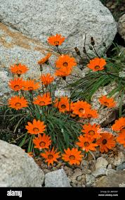 Image result for Gazania krebsiana