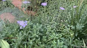 Image result for Scabiosa drakensbergensis