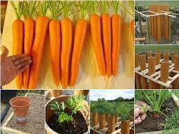 Pin By Lazy Dream Ranch Enterprises On All Things Gardening Growing Vegetables Veggie Garden Veg Garden