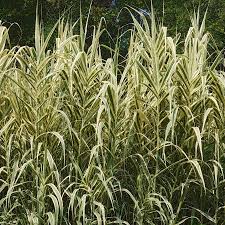 Image result for Arundo donax