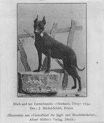 Oberlands Triny Born 15 04 1899 Vintage Dog Manchester Terrier Dog Photos