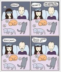Pin By Ginamarie Pereira On Adorable In 2020 Cat Vs Human I Love Cats Crazy Cats