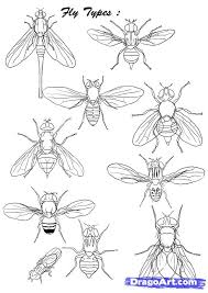 How To Draw Flies Step By Step Bugs Animals Fr Animals Bugs Draw Flies Fly Fr Step Insect Art Bugs Drawing Bug Art