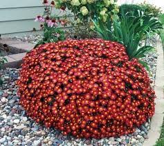 Perennial Mum Called Mn Mammoth It Is Hardy In Zone 4 Give It Room In Your Flower Bed These Can Get 3 Feet Acr Chrysanthemum Seeds Perennials Bonsai Flower