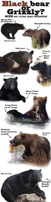 Black Bear Vs Grizzly Bear Size Difference Bear Safety Image By Alex On Bears Black Bear Grizzly Bear
