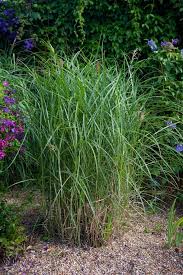 Image result for Miscanthus sinensis