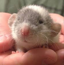 Pin On Sweet Animals