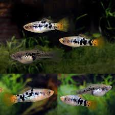 Xiphophorus Variatus Rio Nautla Aquarium Fish Swordtail Fish Tropical Fish Aquarium