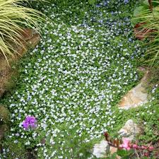 Image result for Nicolasia pedunculata