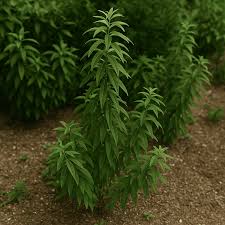 Image result for Aloysia citrodora