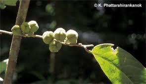 Image result for Drypetes sclerophylla