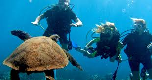 Learn To Scuba Dive Refresher Scuba Dive Adventure Tours Hawaii