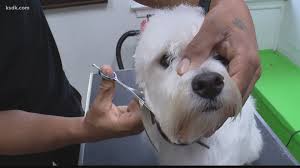 Find the best pet store with addresses, phone numbers, reviews, and business. St Louis Pet Grooming Business Booming During Covid 19 Pandemic Kens5 Com