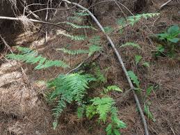 Image result for Hypolepis sparsisora