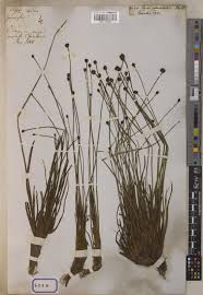 Image result for Xyris capensis