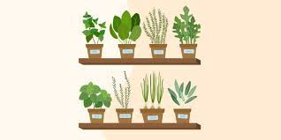 We give you the veggies on the 8 best choices for indoor growing. 12 Ideas For Growing Vegetables Indoors Indoor Vegetable Garden Ideas