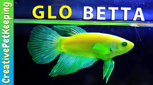 I don't have a name for him yet but have considered: Is My Glo Betta Blind Glofish Fluorescent Betta Fish Youtube
