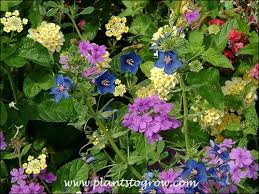 Image result for Anagallis barbata