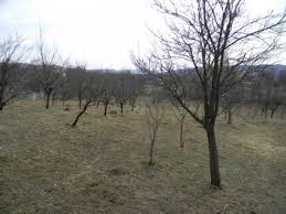 Case/vile de vanzare in brebu nou, judetul caras severin, pe imobiliare.ro. Teren De Vanzare Brebu Prahova Prin Agentia Matos Imobiliare