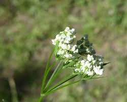 Image result for Oenanthe procumbens
