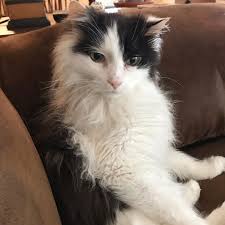 this little guy has such a beautiful soul atticusthecat mytherapycat bestboyever cat cats catsofinstagram blackandwhitecatsofinstagram blackandwhit kedi