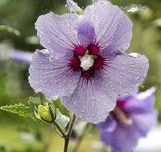 صور لـ النباتية خبيزة نبات زهرة قطرة مطر البنفسجي زهر إزهار Plants