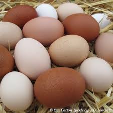 Small White Bird Eggs With Brown Spots Pin On Farm Fresh Pattie