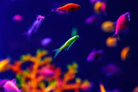 Glofish® fluorescent fish are born brilliant! Glofish Danio Danio Rerio Information Care Sheet