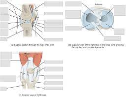 Joint capsule * strong * reinforced by capsular ligaments * only place where shoulder girdle attaches to axial skeleton. Anatomy And Physiology Lab I On Openalg