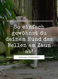 Kein Radau Mehr Am Gartenzaun Wie Geht Das Midoggy Community Hunde Hunde Erziehen Hundchen Ubung