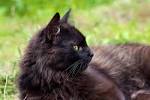 York Chocolate Cat Pictures and Information - Cat-Breeds
