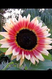 They are a perfect alternative to roses and in season for such a short time that they are really exciting to receive. Amazon Com Strawberry Blonde Sunflower Seeds 20 Seeds To Grow Helianthus Annuus Pink And Yellow Sunflower Patio Lawn Garden
