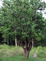 Image result for Crateva