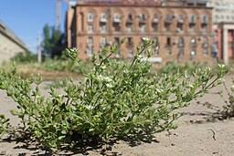 Image result for Cliffortia serpyllifolia