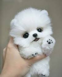 Current on all shots and dewormings. 22 Pomeranian Puppy For Sale Ideas Pomeranian Puppy Cute Puppies Cute Dogs